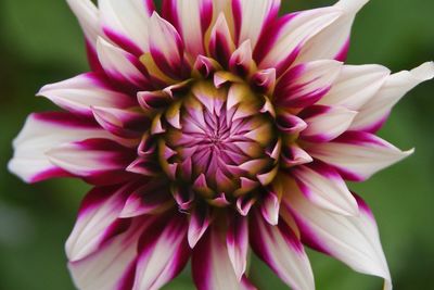 Close-up of pink flower blooming outdoors
