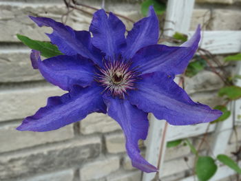 Close-up of purple iris flower