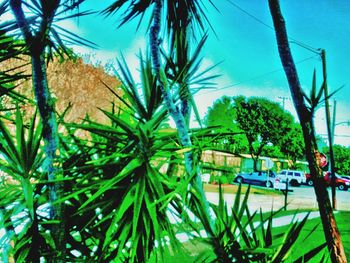 Palm trees against clear sky