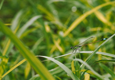 Close-up of insect on grass