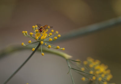 Close-up of insect on flower