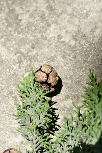 High angle view of butterfly on plant