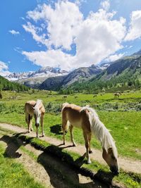 Horses grazing in a field