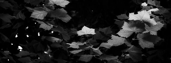 Close-up of flowering plant leaves during autumn