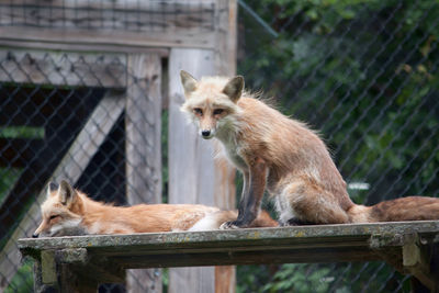 Close-up of foxes