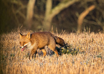 Portrait of fox on field