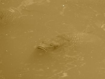 High angle view of fish swimming in water