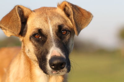 Close-up portrait of dog