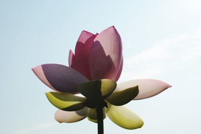 Low angle view of lotus blooming against sky