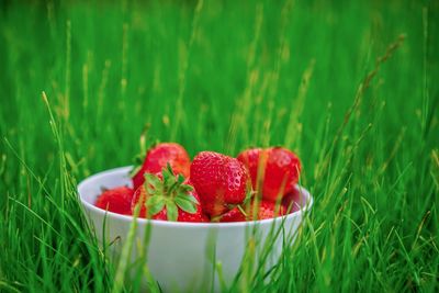 Close-up of strawberries in bowl