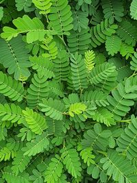 Full frame shot of leaves