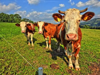 Portrait of cow standing on field against sky