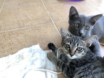 High angle view portrait of cats on tiled floor