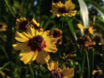 Close-up of yellow flowering plant on field