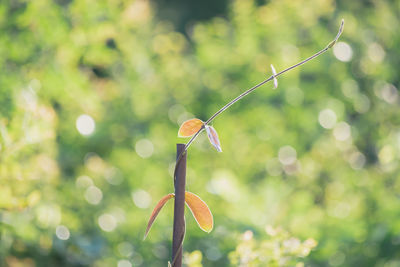 Close-up of water drops on plant