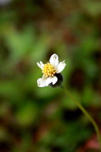 Close-up of flower blooming outdoors