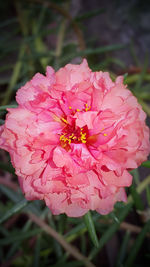 Close-up of pink flower blooming outdoors