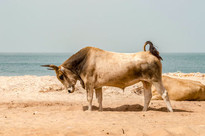 Horses on the beach