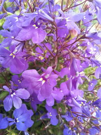 Close-up of purple flowers