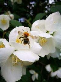 Close-up of bee on white flower