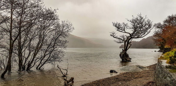 Bare tree by lake against sky