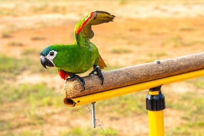 Close-up of parrot perching on metal