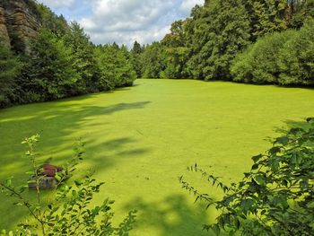 Scenic view of forest