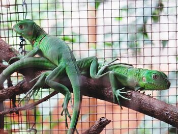 Close-up of lizard in cage at zoo