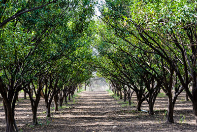 Narrow pathway along trees