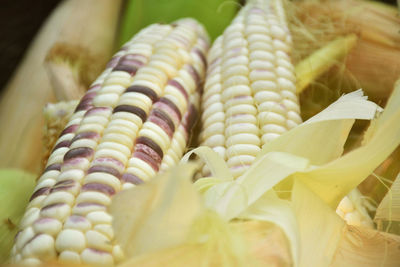 White corn or corn, rice in thailand