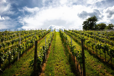 Scenic view of vineyard against sky