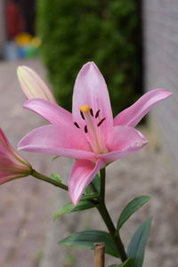 Close-up of pink lily blooming outdoors