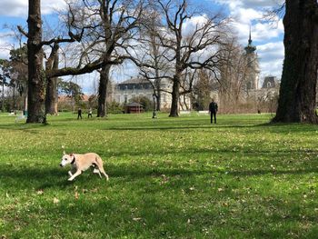 View of a dog on field