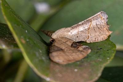 Close-up of butterfly on leaf