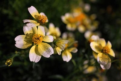 Close-up of honey bee on flowers