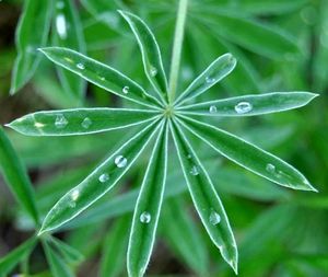 Close-up of wet plant