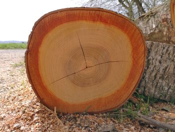 Close-up of tree stump on field