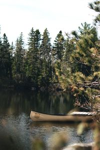 Scenic view of lake in forest