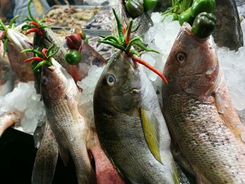 High angle view of fish on ice cubes