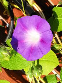 Close-up of purple flowers