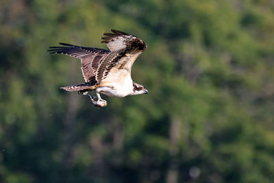 Close-up of eagle flying against trees