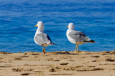 Bird on beach