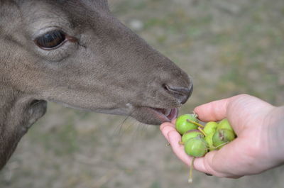 Close-up of hand feeding