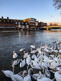 Seagulls on lake against buildings