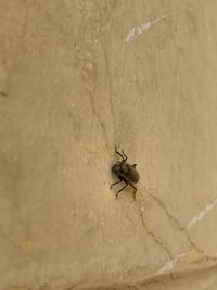 Close-up of spider on wall