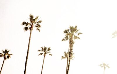 Low angle view of palm trees against clear sky