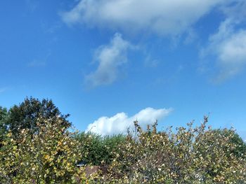 Low angle view of trees against blue sky