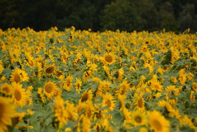 Close-up of yellow flowers blooming in field