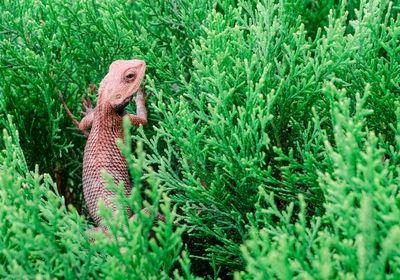 Close-up of lizard on plant