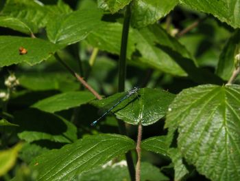 Close-up of insect on leaves